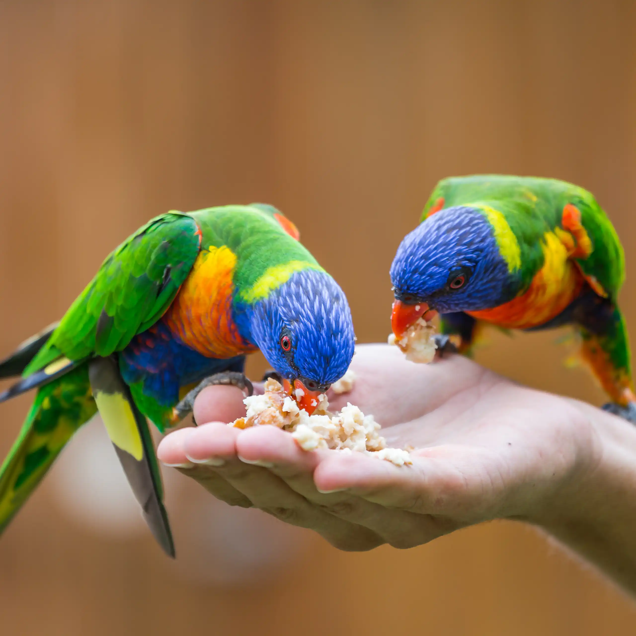 Two rainbow lorikeet birds sitting on and feeding from a human hand.