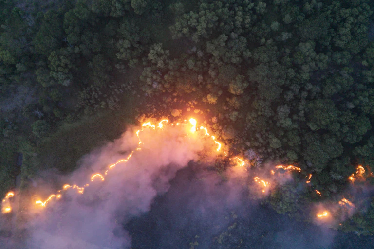borneo forest fires