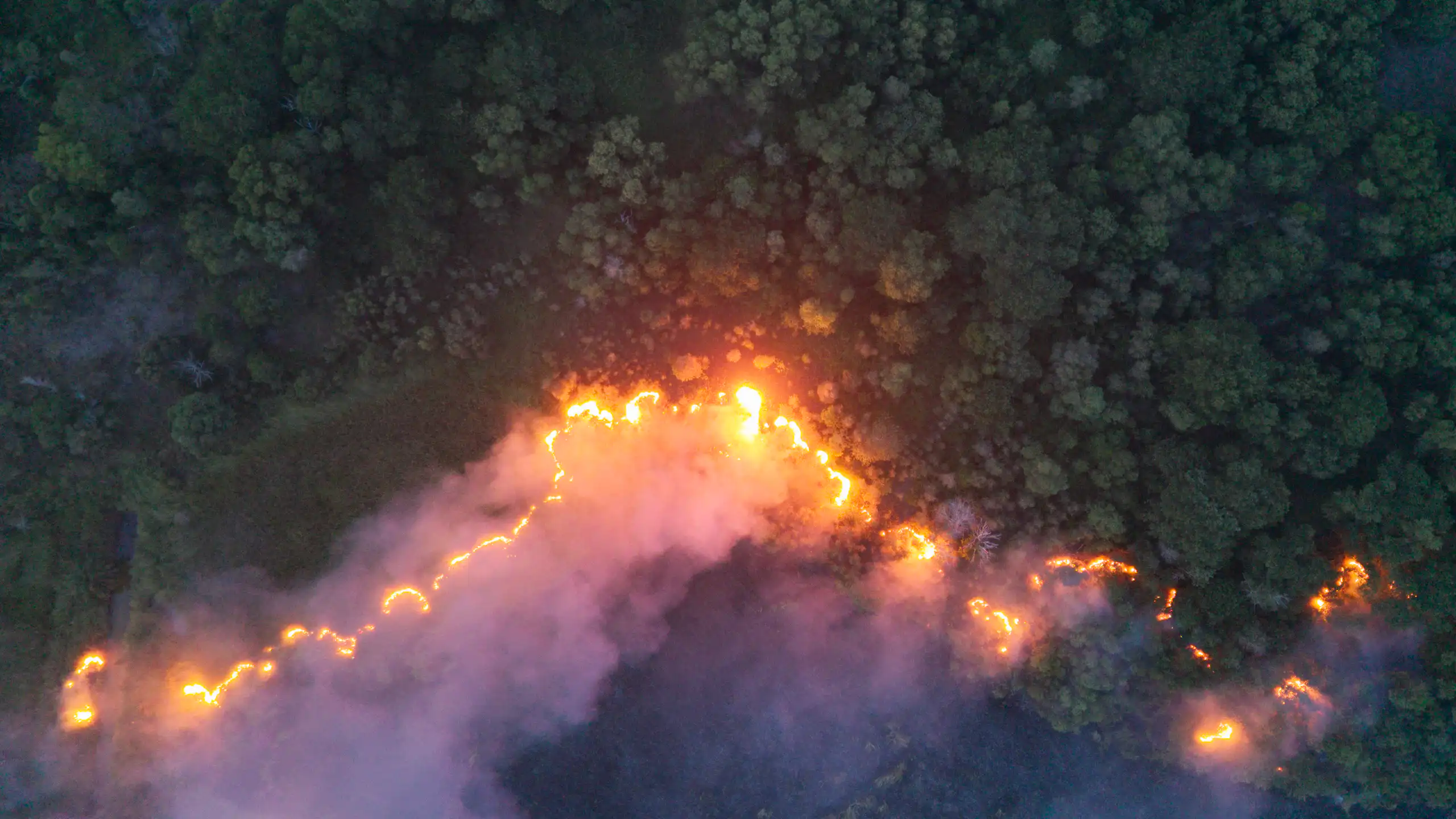 borneo forest fires