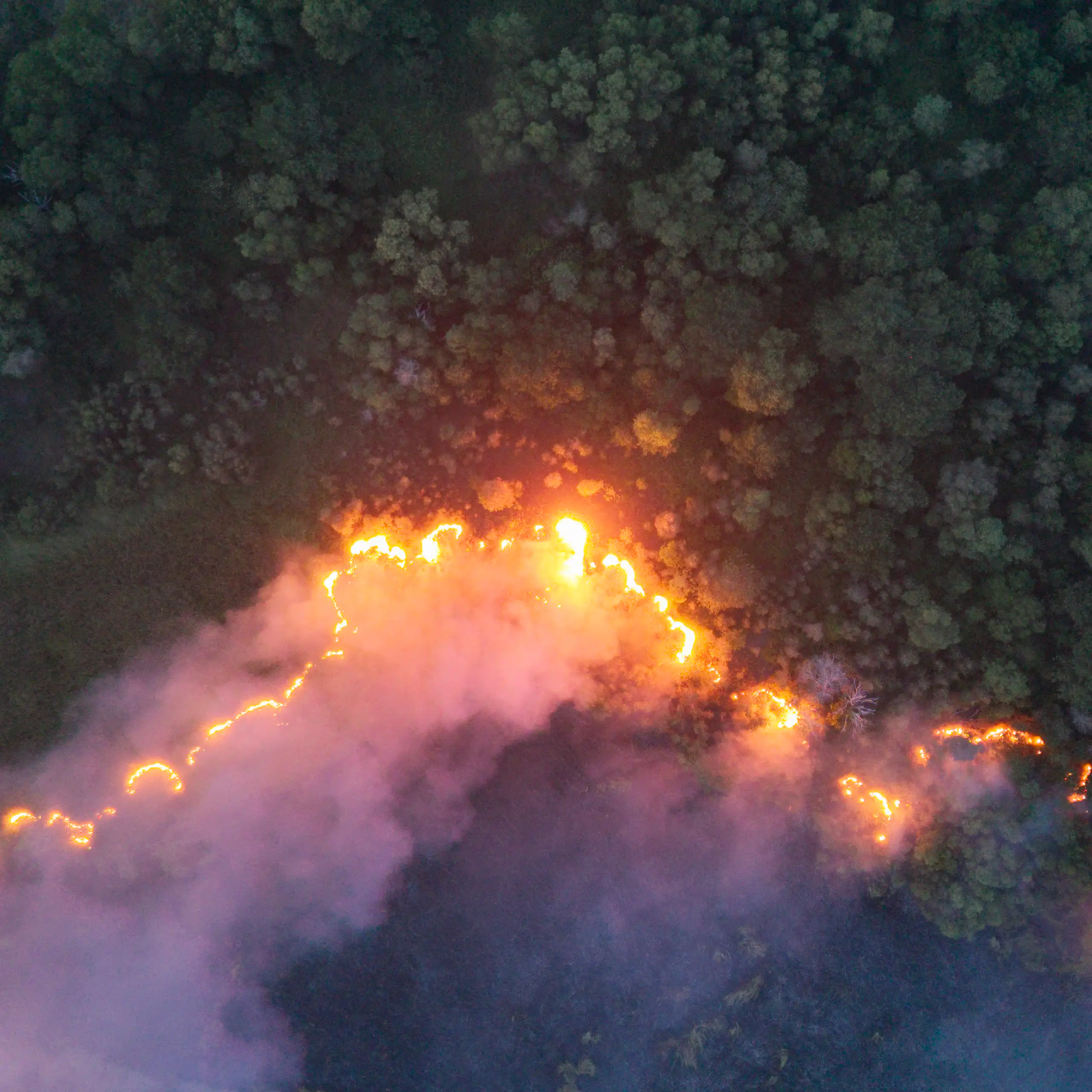 borneo forest fires