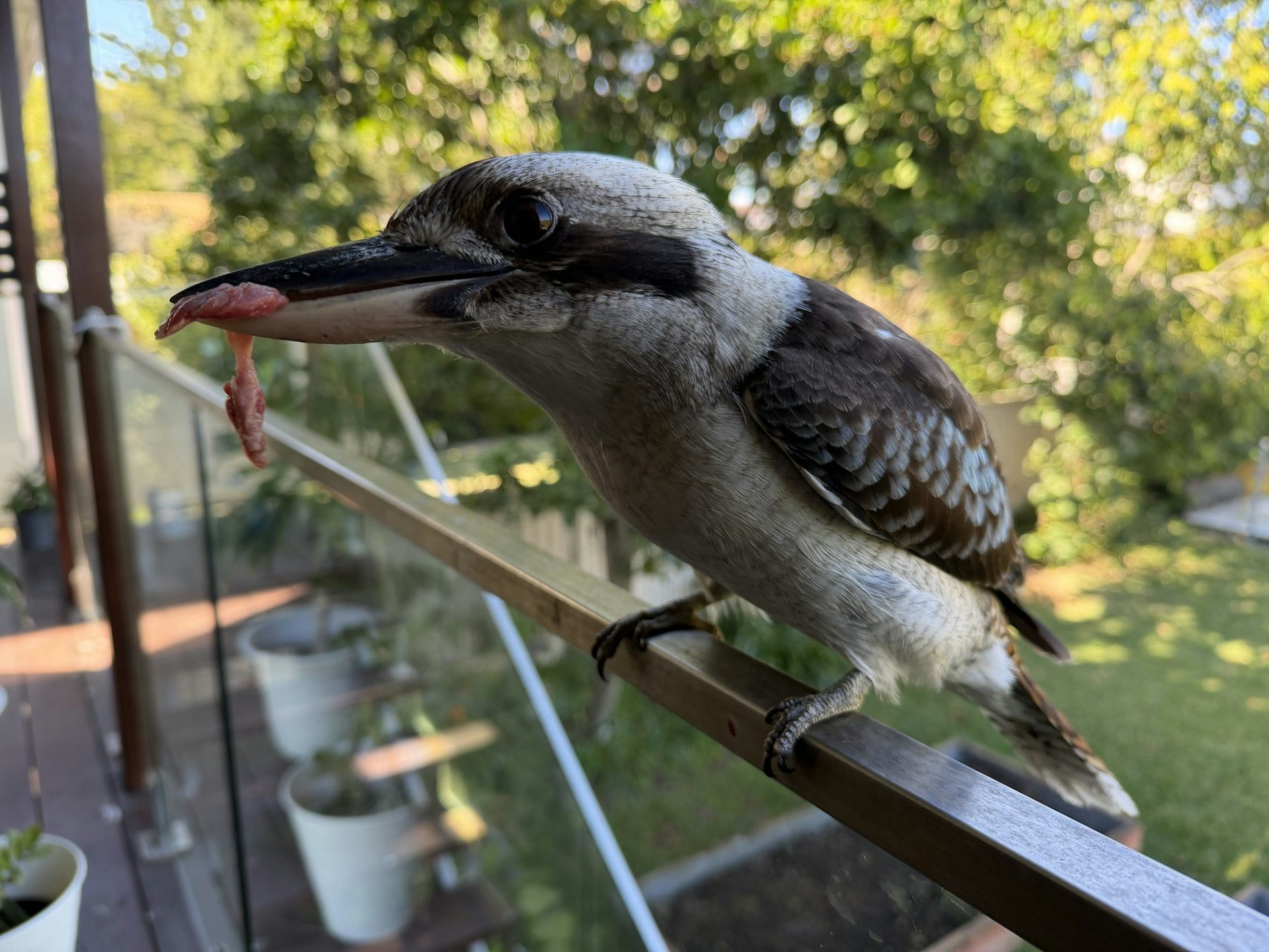 A kookaburra holding a scrap of meat in a suburban backyard.