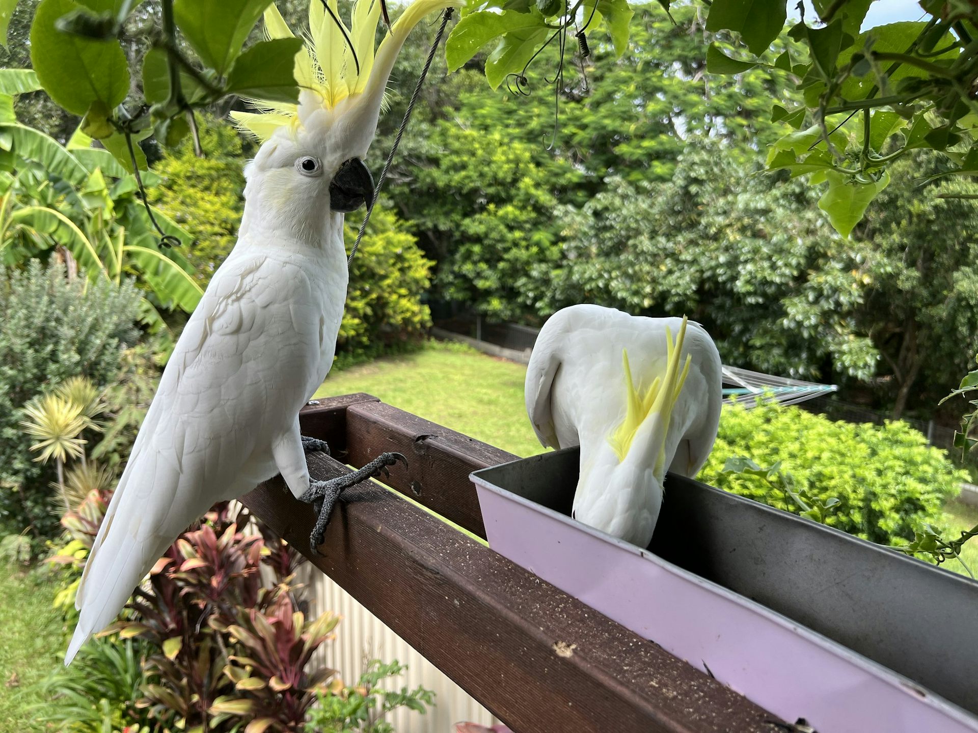 Cockatoos eating from a bird seed tray in a suburban backyard.