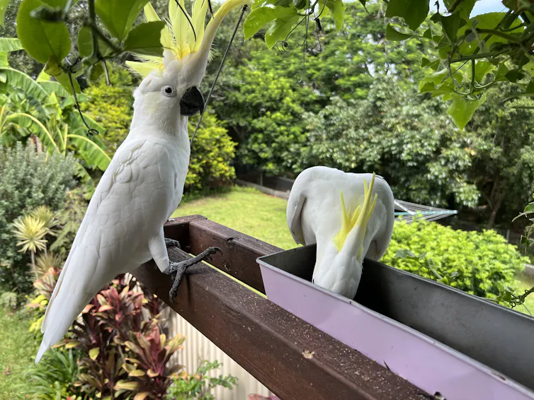 Cockatoos eating from a bird seed tray in a suburban backyard.