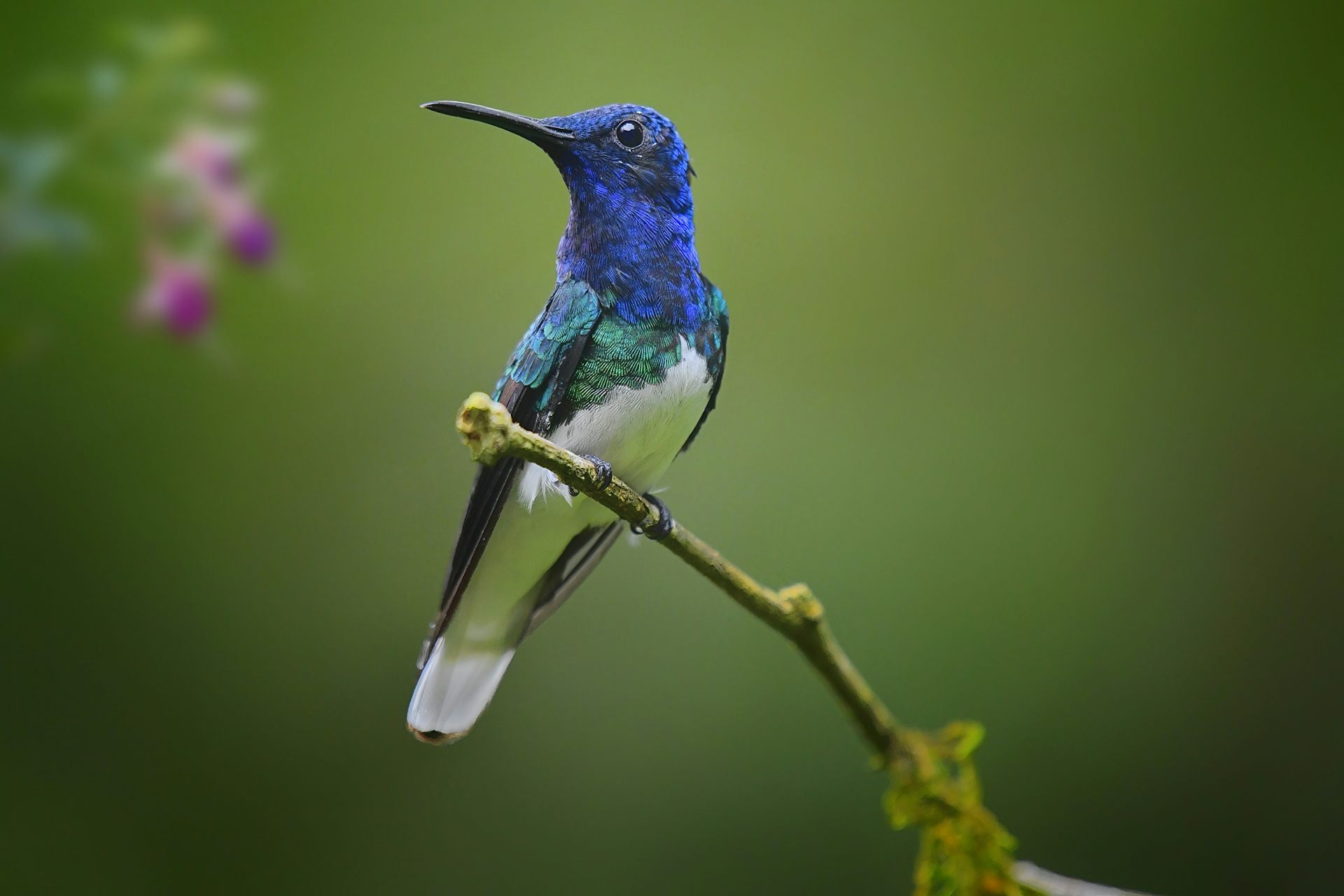 From Australia to the Andes, we’re discovering new biodiversity hotspots worldwide