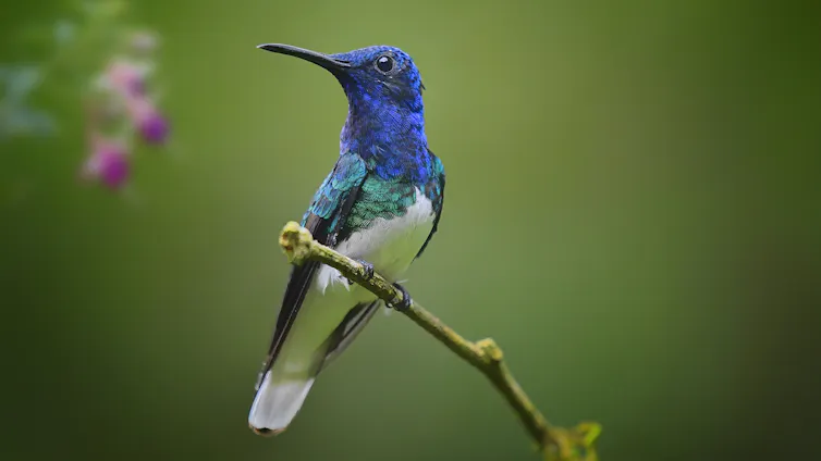 A white-necked jacobin hummingbird perches gracefully on a thin branch.