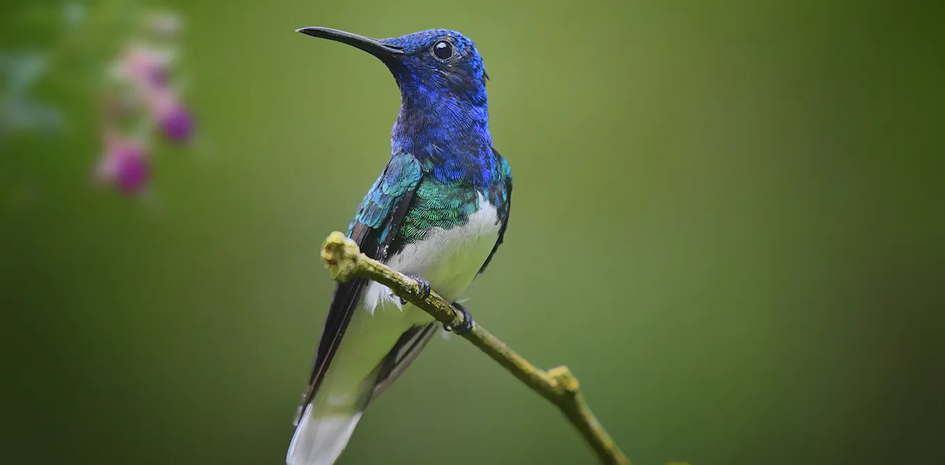 Compartilhamos Nosso Planeta Com Milhões De Plantas e Animais