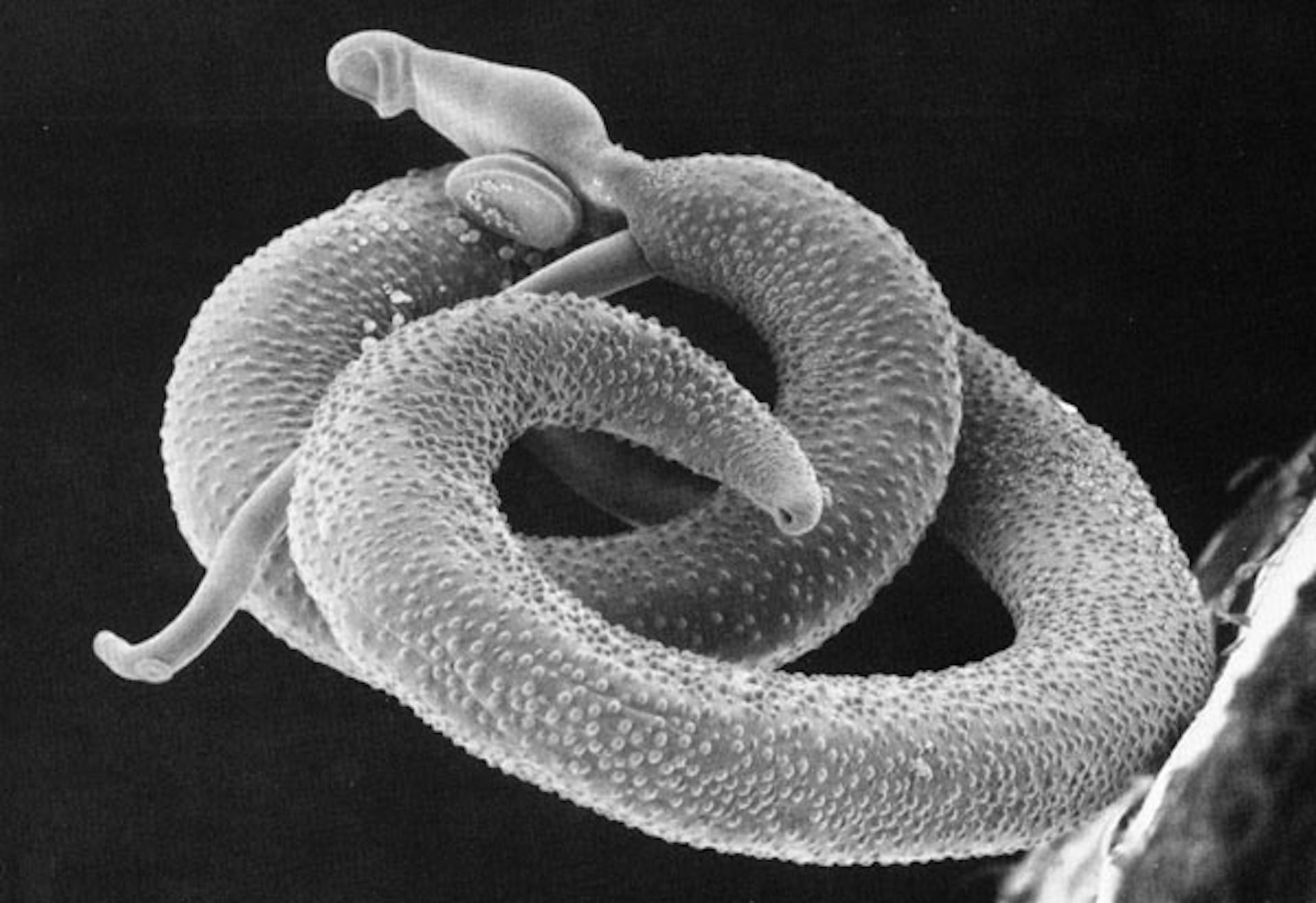 Un couple de vers parasites appartenant à l’espèce Schistosoma mansoni. La femelle, plus petite, est enfermée dans le canal gynécophore du mâle