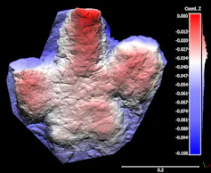Piece of rock in the shape of a dinosaur foot, coloured in red and purple, with a ruler beside it.