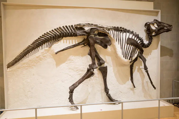 The skeleton of a dinosaur standing on its hind legs, with a long tail, on display.