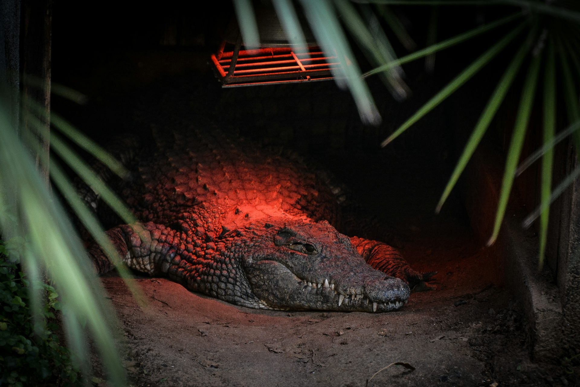 A crocodile under a red light.