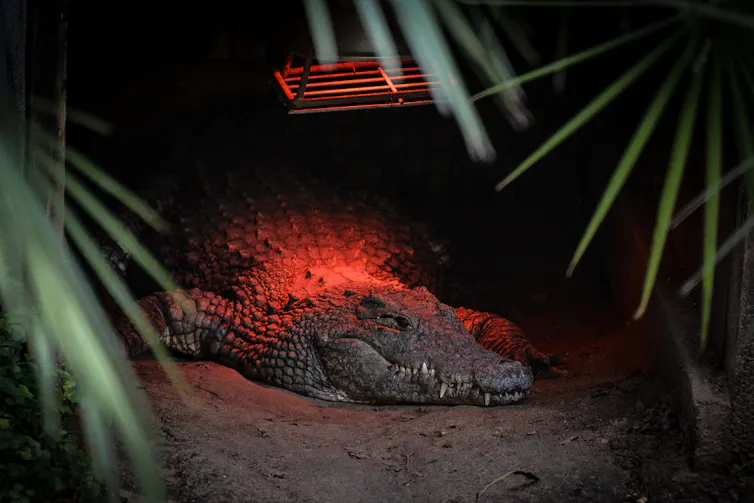 A crocodile under a red light.