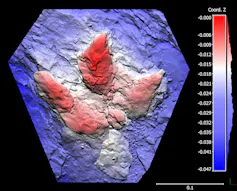 A dinosaur track with narrower more elongated toes, marked in red and purple, with a ruler beside it.