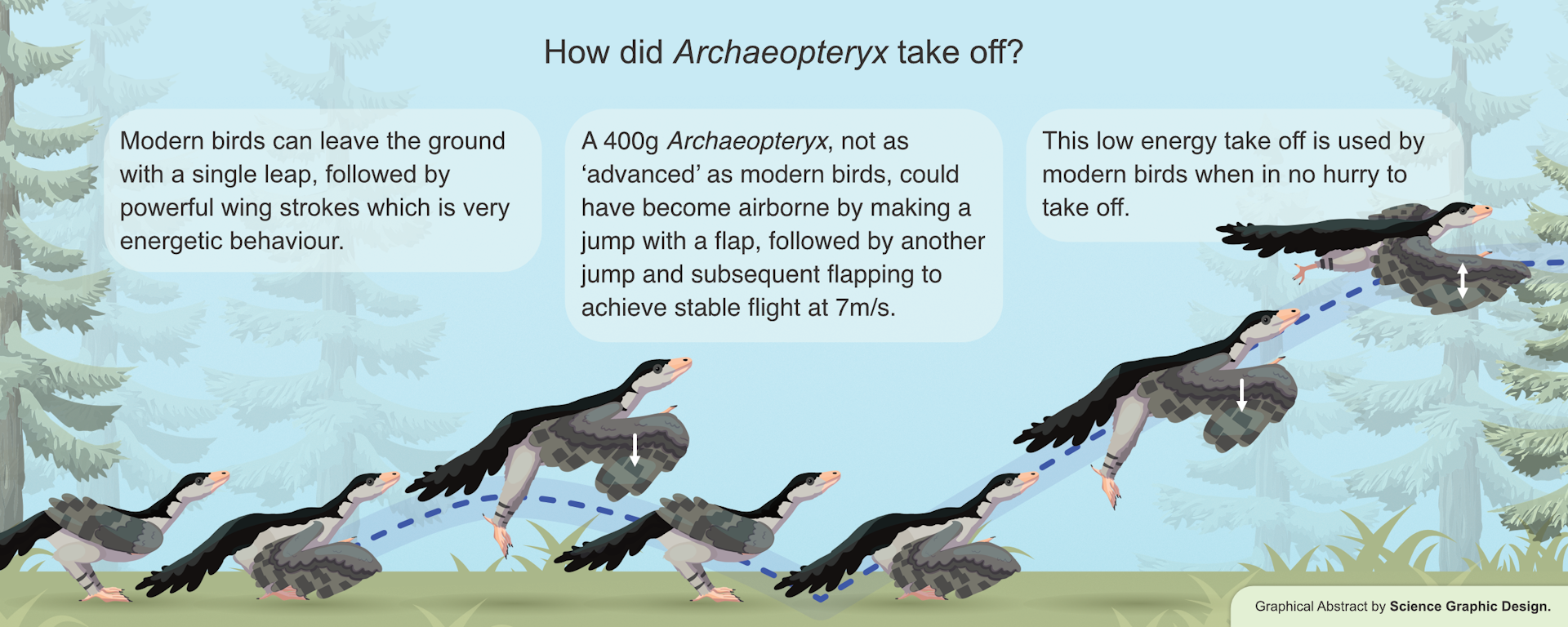 Graphic showing how the first bird may have taken off