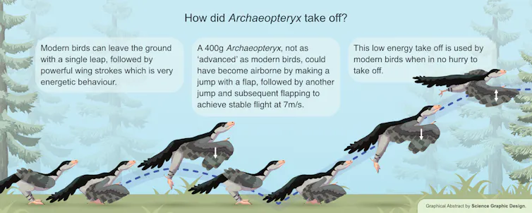 Graphic showing how the first bird may have taken off