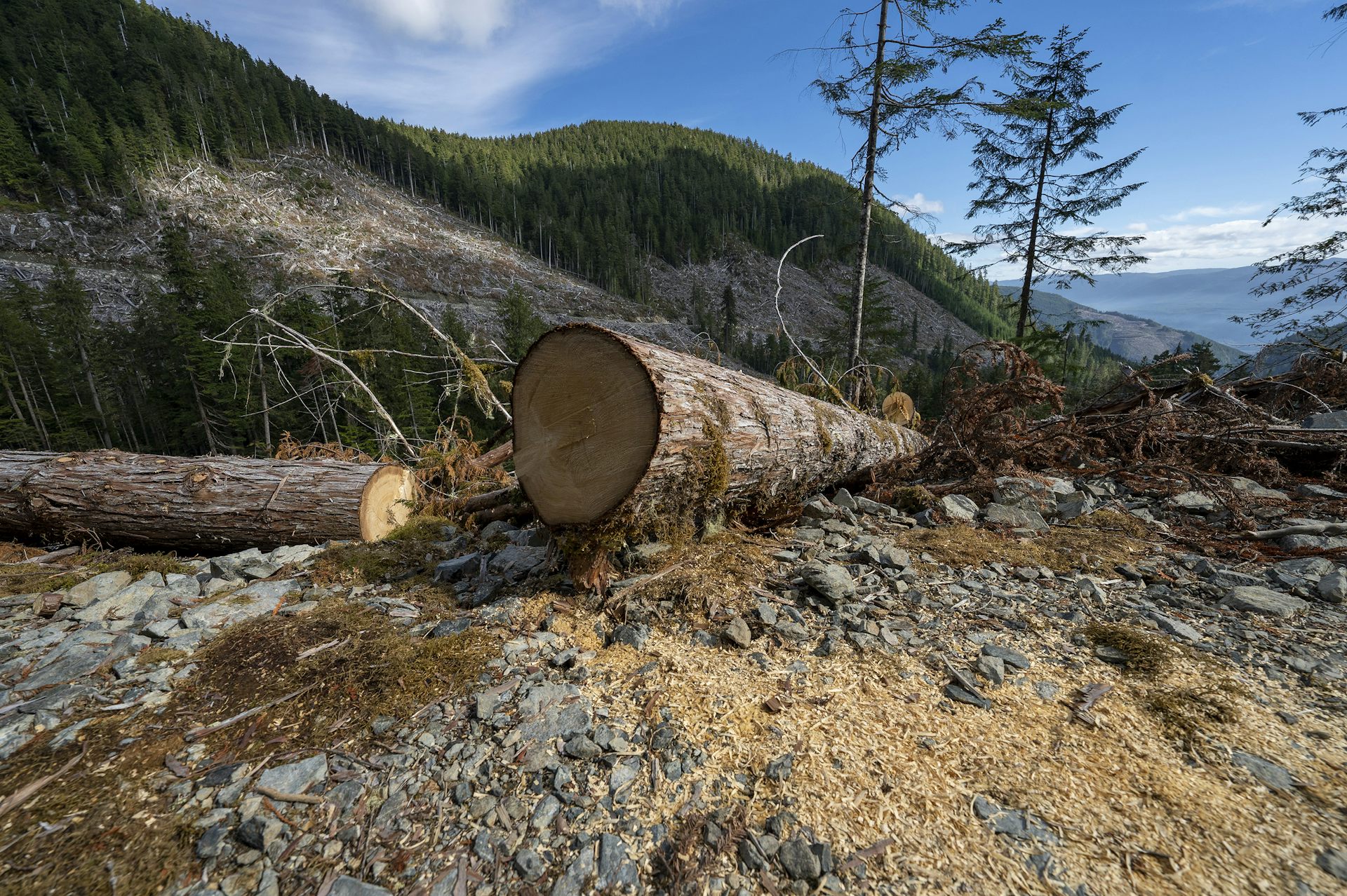 Clear-cut logging is making floods worse. But it’s not just about how many trees are cut