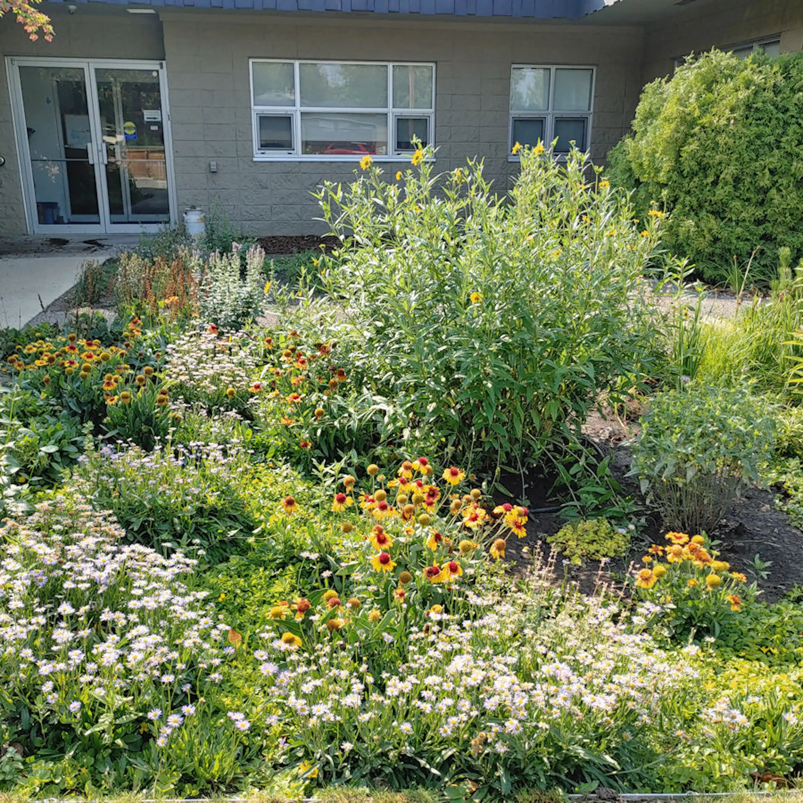a garden filled with different types of plants and flowers in front of a building.