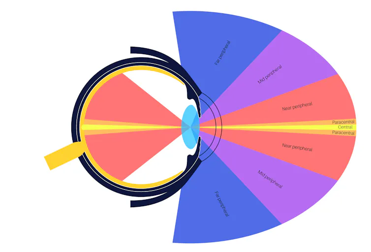 Diagram showing that human eyes capture a 180-degree view of the world.