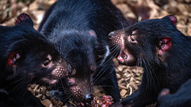 three Tasmanian devils fighting over meat.