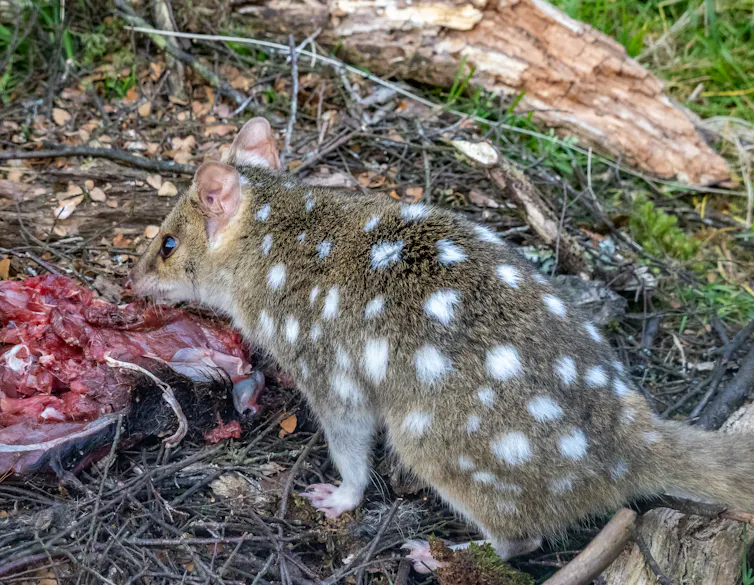 eastern quoll eating meat.