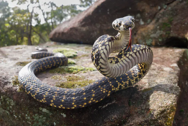 A snake rears back on a rock, staring at the camera.
