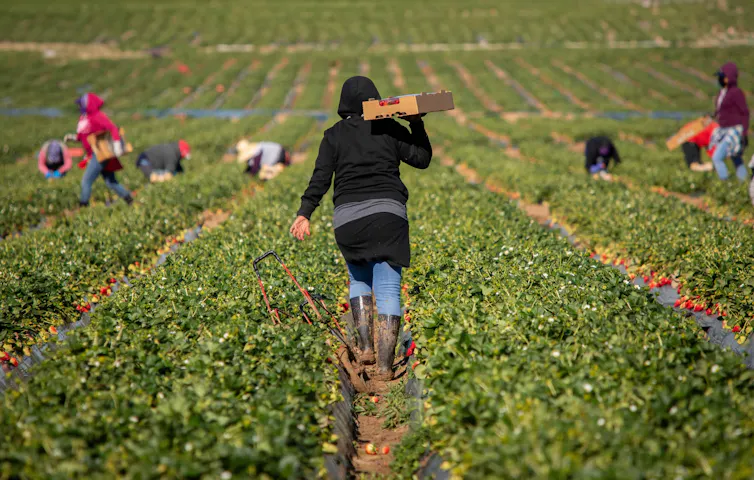 Farm workers in the fields during the harvest