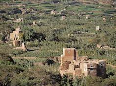 A hilly landscape covered with green leafy plants and a few small buildings.