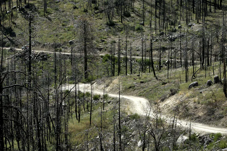 A dirt road winds along a hillside among burned trees