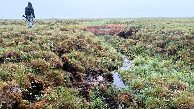 A scientists carrying a rifle walks along a trough pond that has drained.