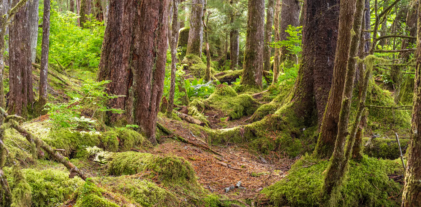 Why Trump’s plan to rescind the Roadless Rule protecting national forests will struggle in court Why Trump’s plan to rescind the Roadless Rule protecting national forests will struggle in court