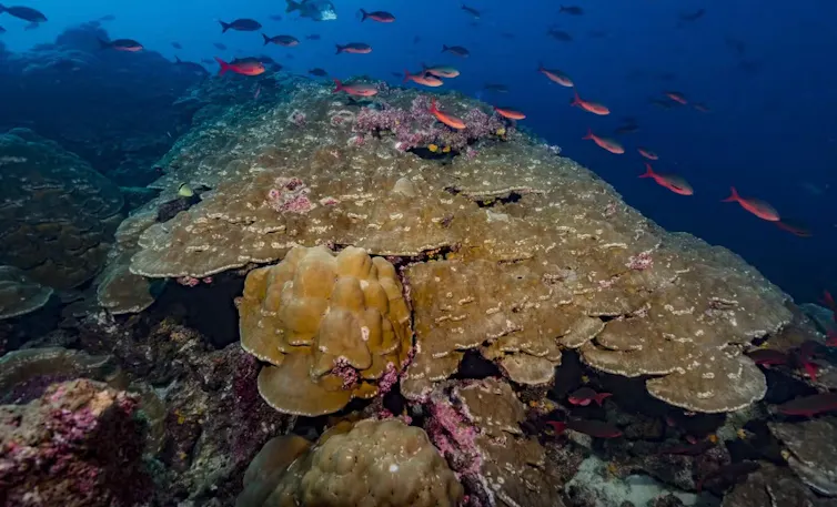 Fish swim over a expanses of corals.