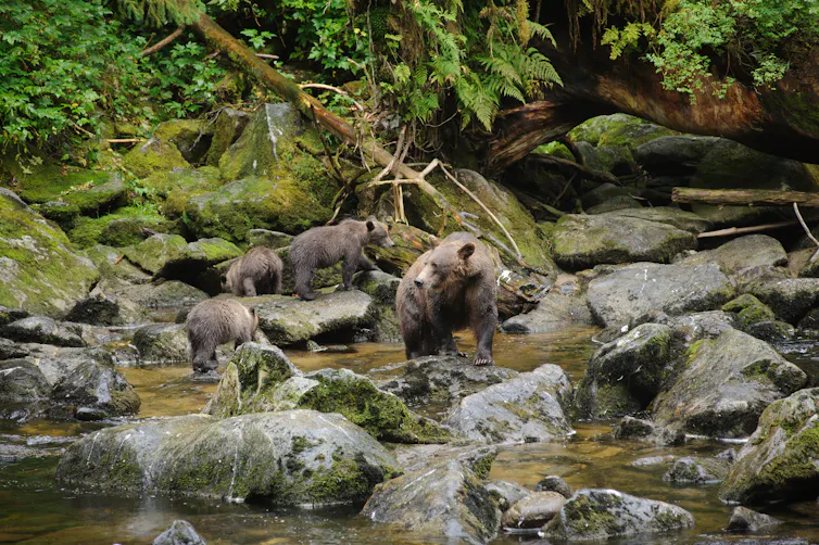 Brown bear and cubs in Alaska