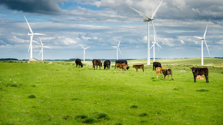 Cows in a paddock with a wind farm in the background.