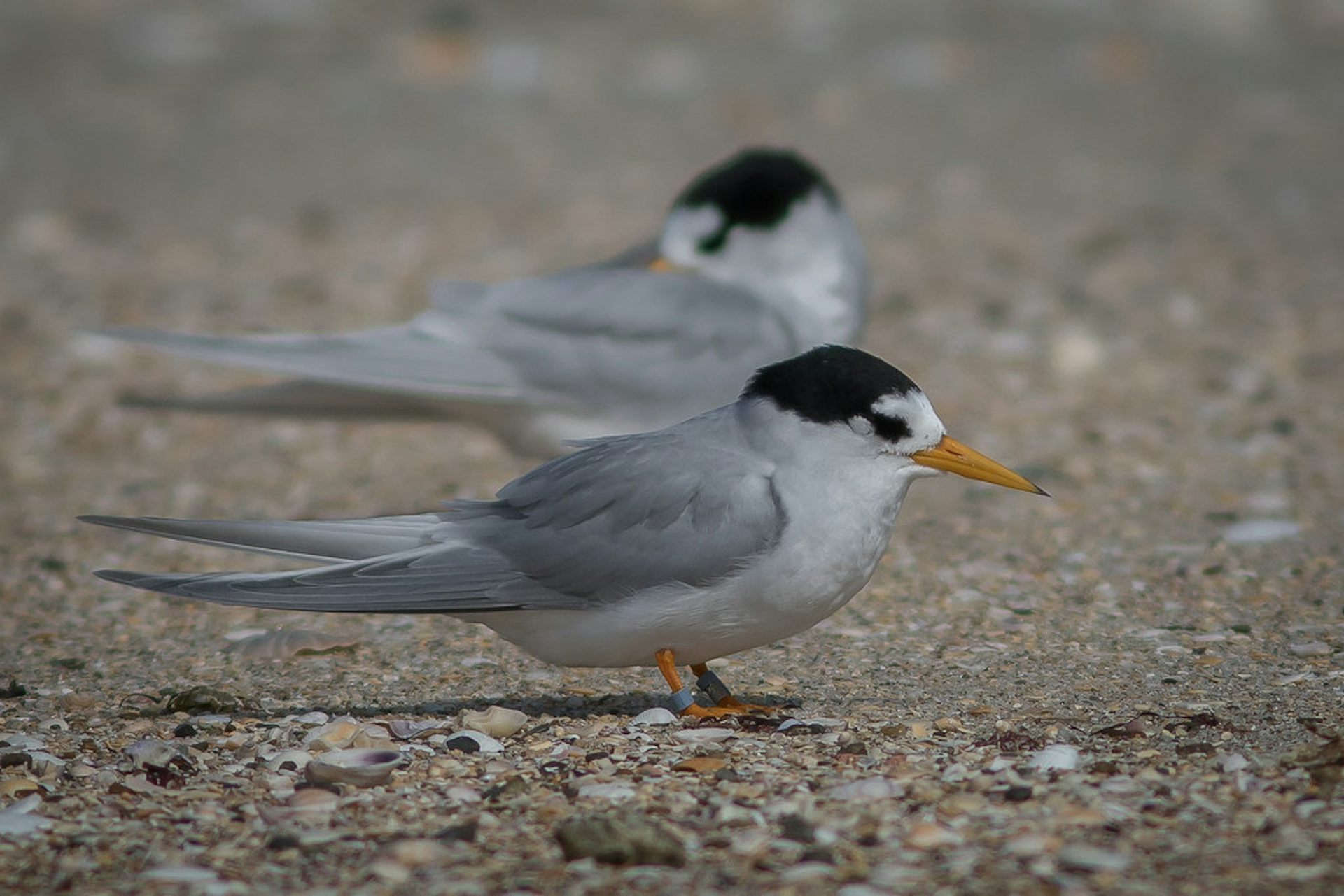 A pair of New Zealand fairy terns, or tara iti.