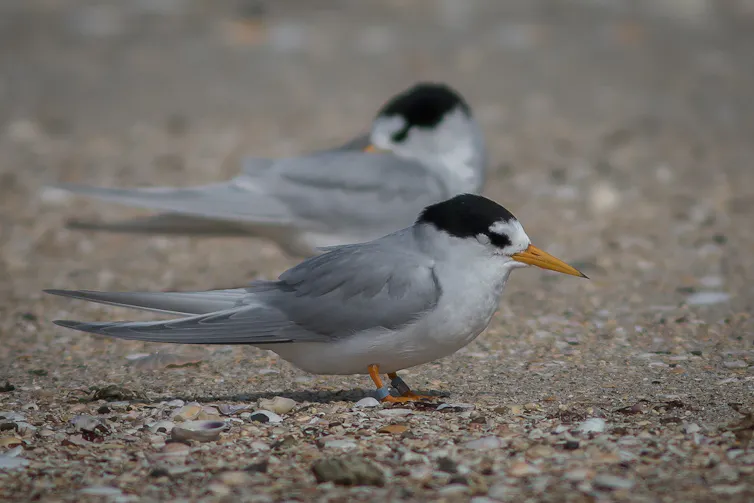 A pair of New Zealand fairy terns, or tara iti.