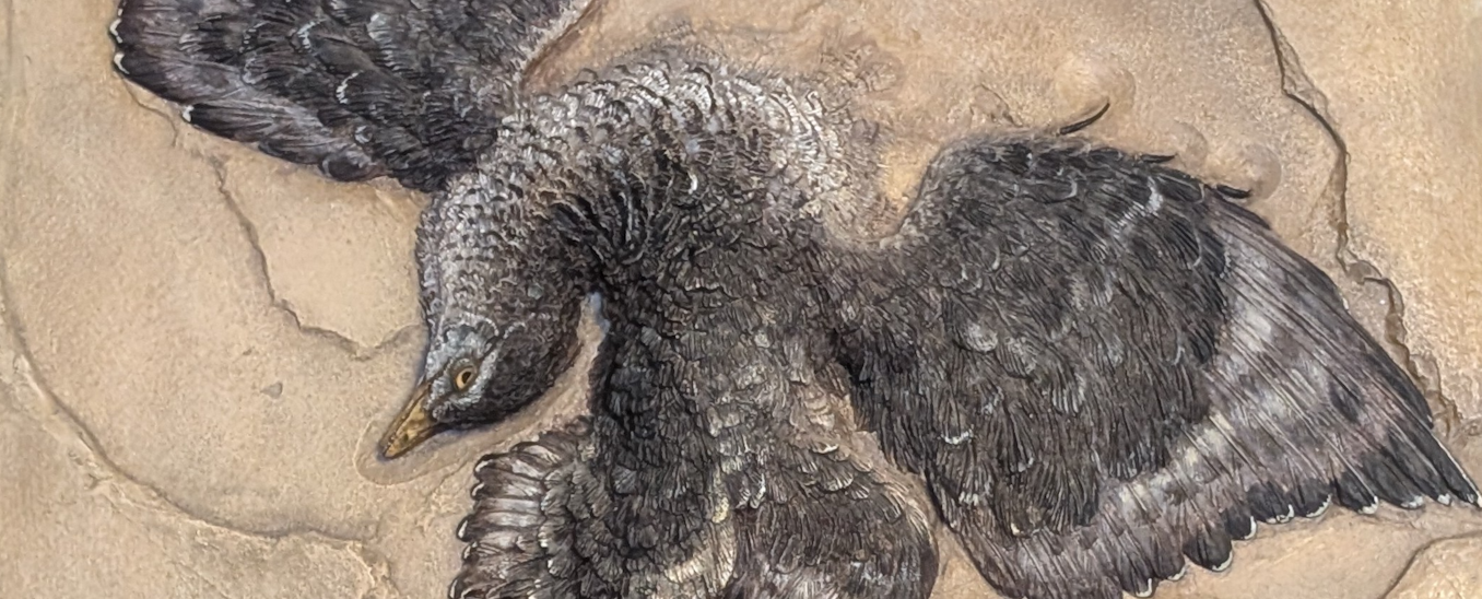 theconversation.com - Neil J. Gostling - How the 'first bird' leapt into the sky and soared above the dinosaurs