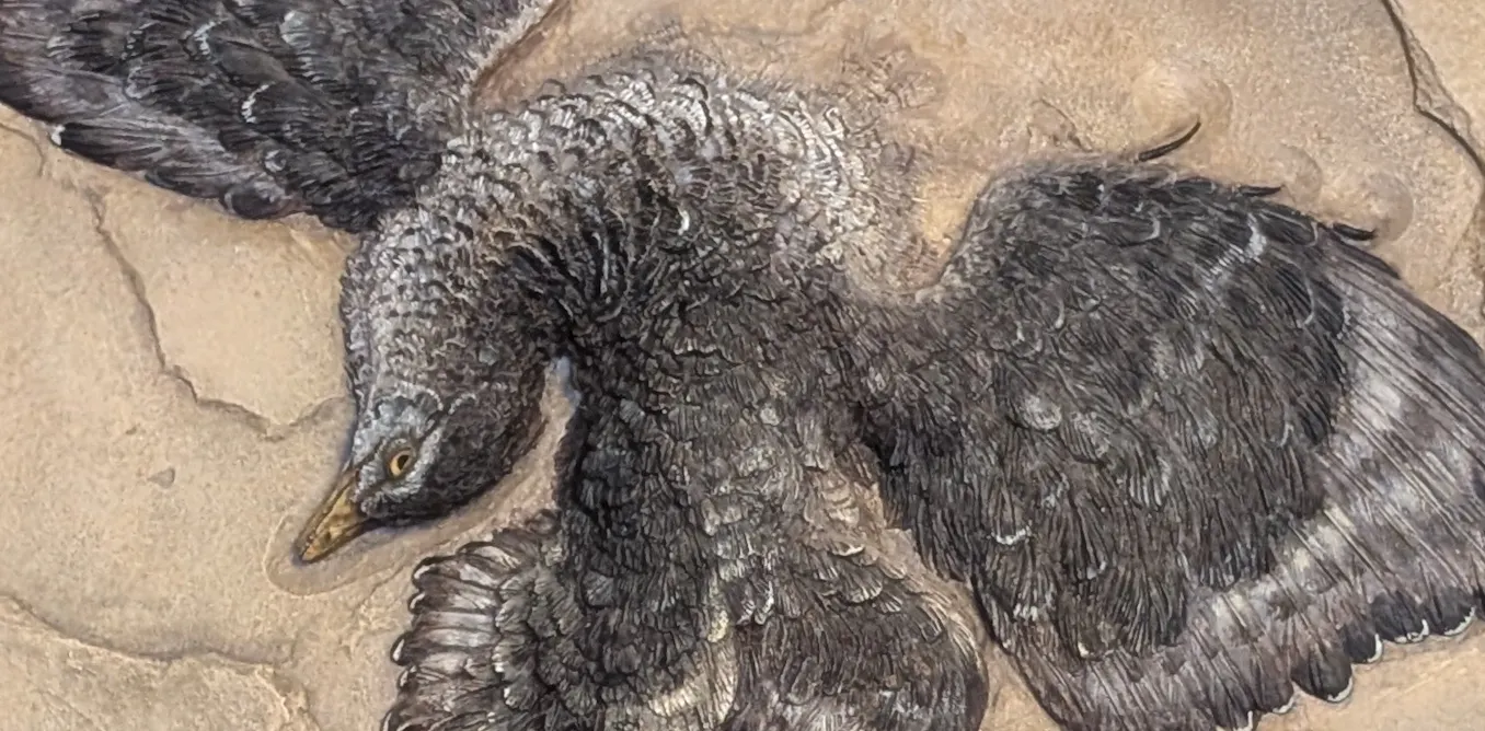 EduWireDaily — How the ‘first bird’ leapt into the sky and soared above the dinosaurs