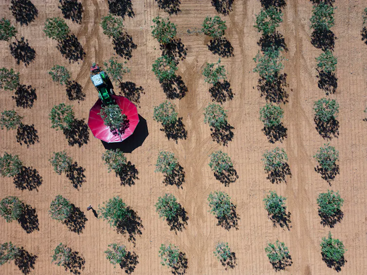 aerial shot of pistachio trees on dry ground, person picking nuts with red umbrella