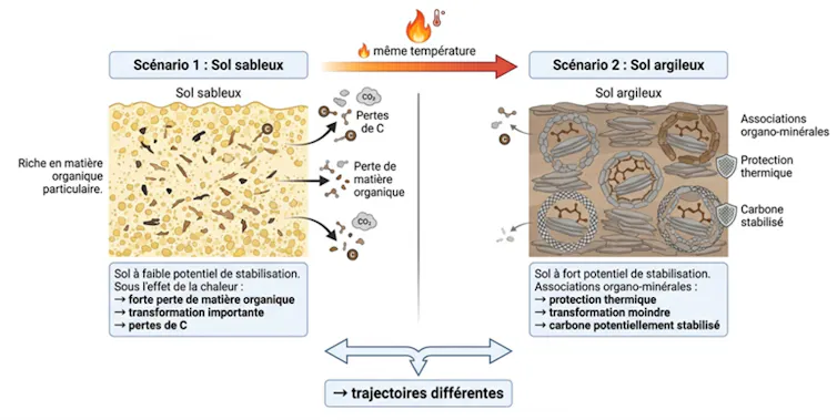 Illustration de l’effet du feu sur un sol sableux (enrichi en matière organique particulaire) et un sol argileux (enrichi en matière organique associée aux minéraux et donc plus stable). Dans la figure, l’élément carbone est représenté par la lettre C