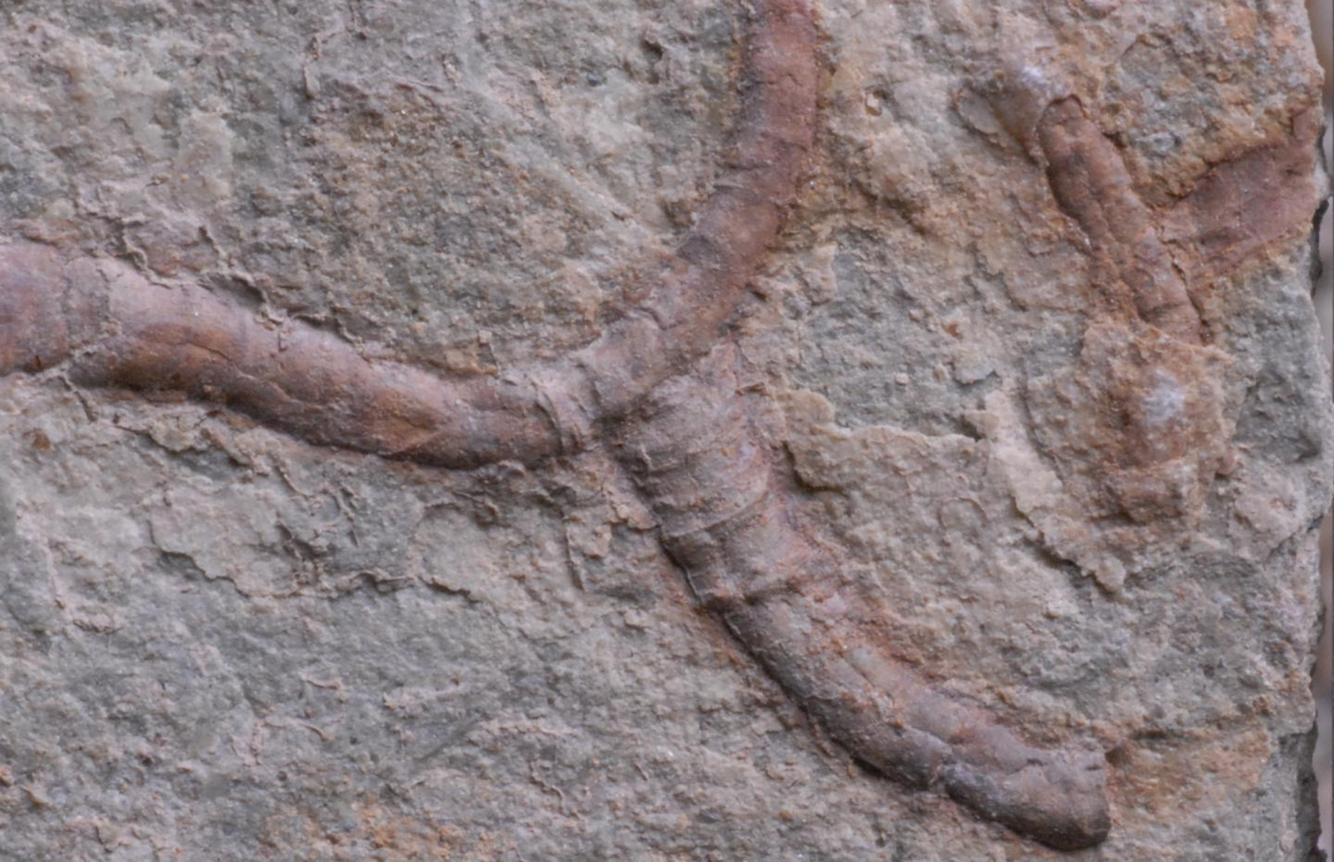 550-million-year-old fossil shows ancient animal-microbe partnership