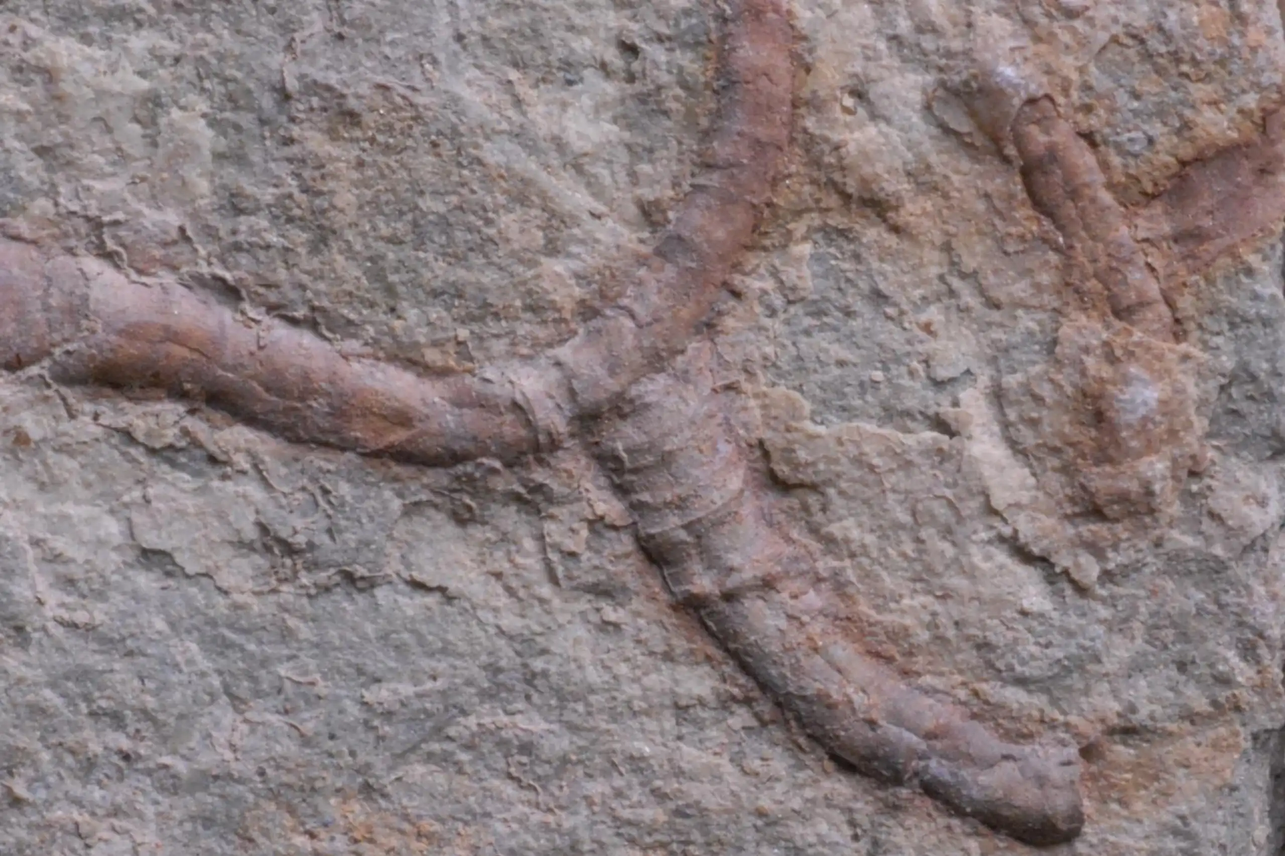 Rock with a red-brown tubular fossil embedded in it.