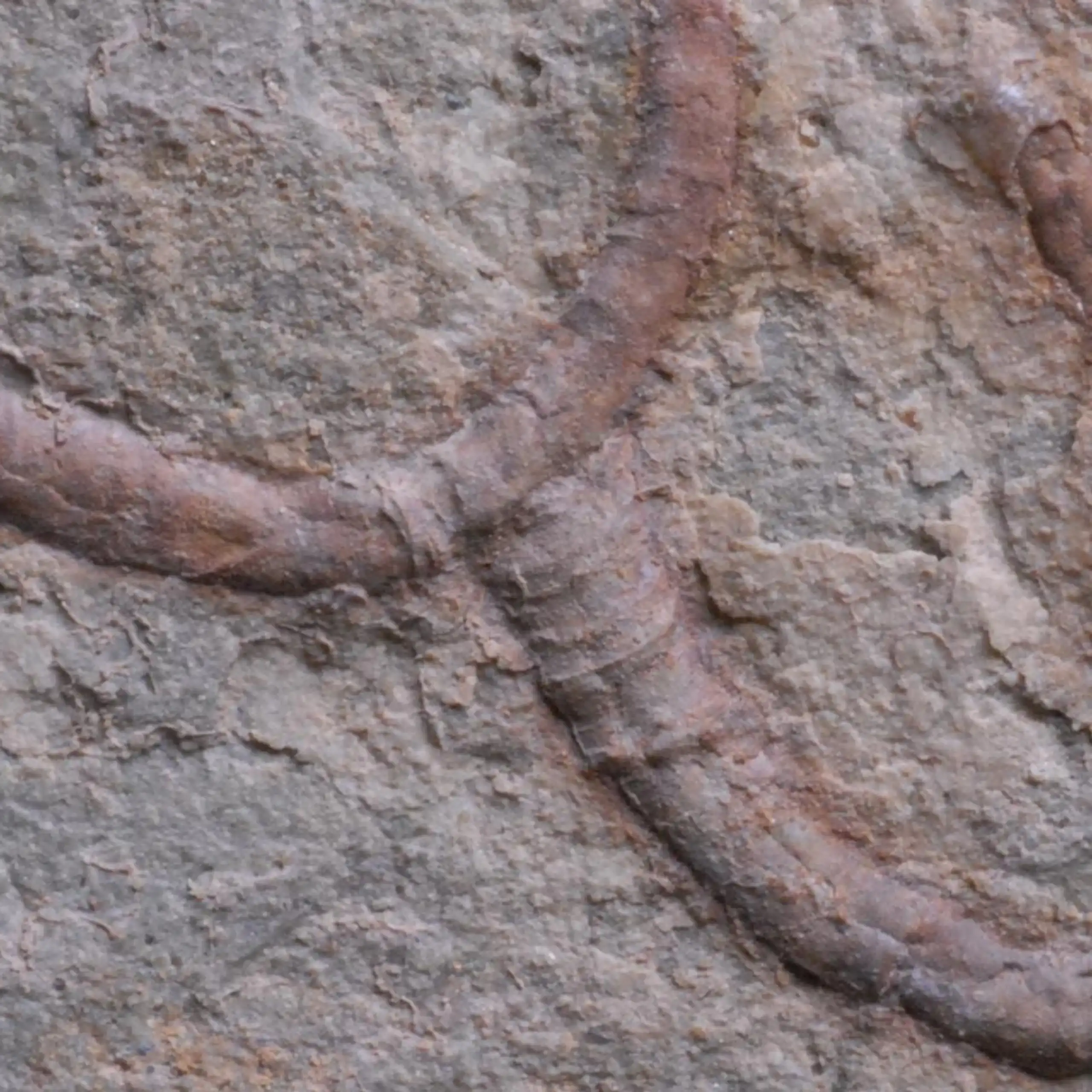 Rock with a red-brown tubular fossil embedded in it.