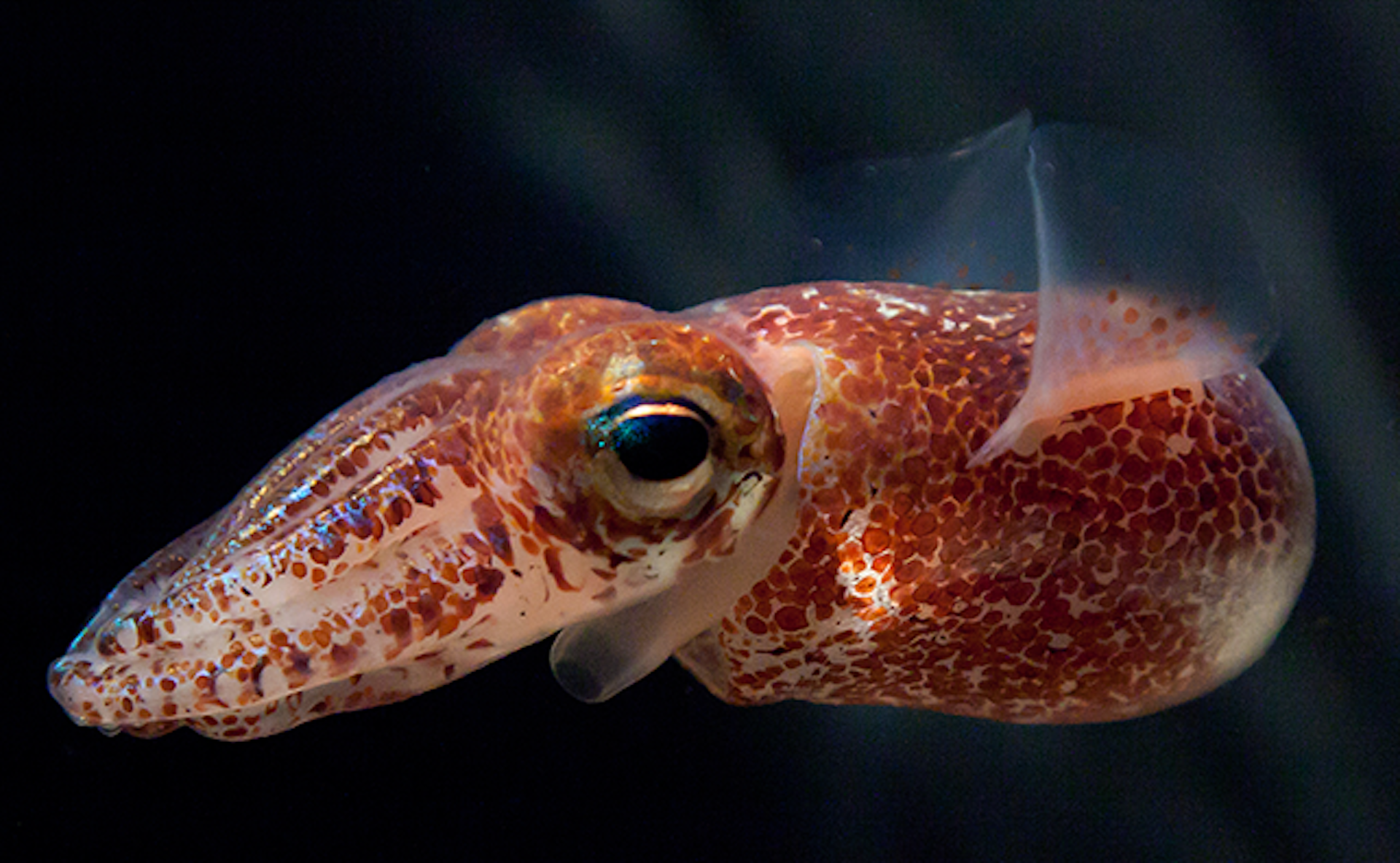 A reddish-brown coloured squid with a long face floats underwater.