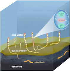 An image showing fossils in layers of black sediment, green water and blue air.