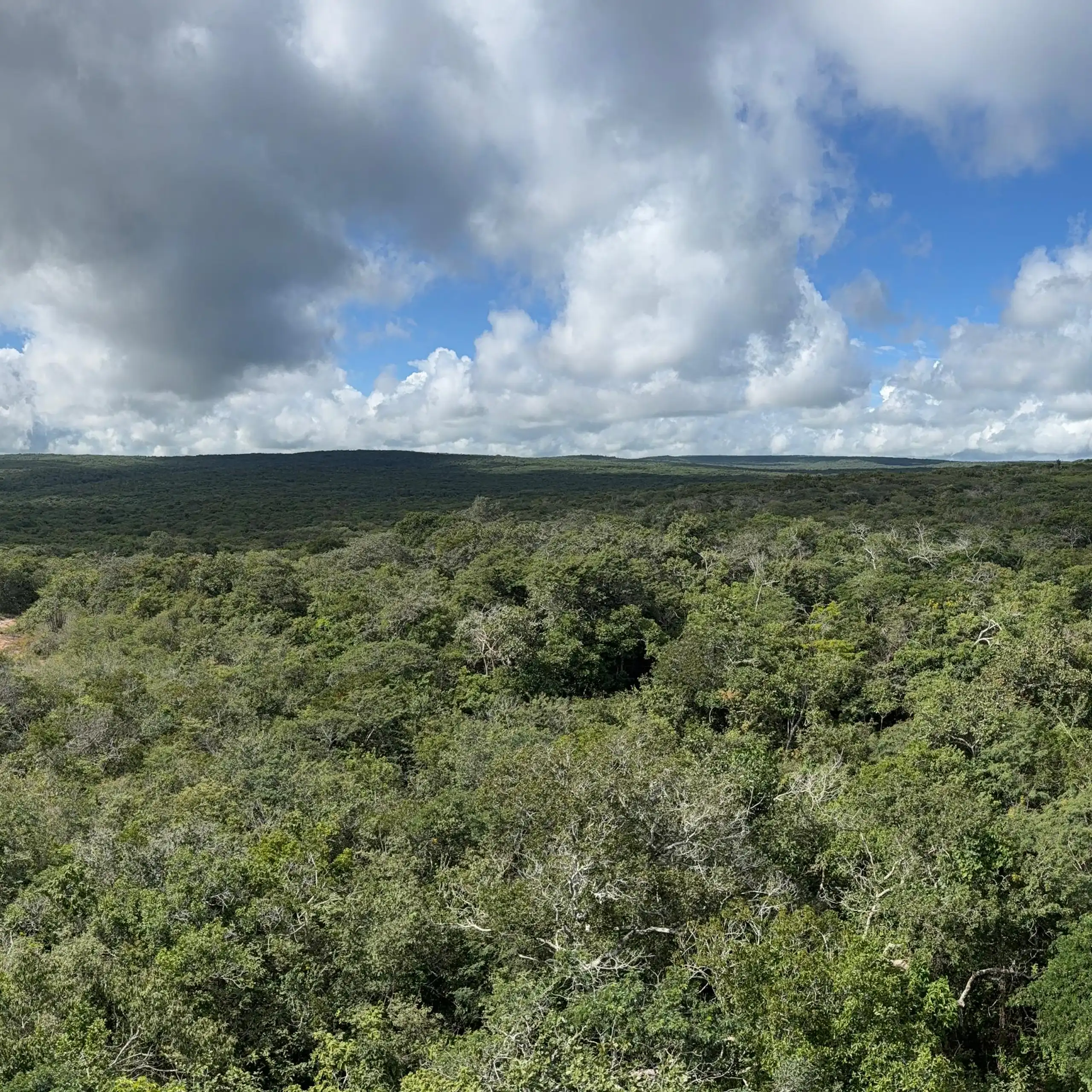 Foto mostra vegetação de caatinga, sob um céu que começa a apresentar nuvens