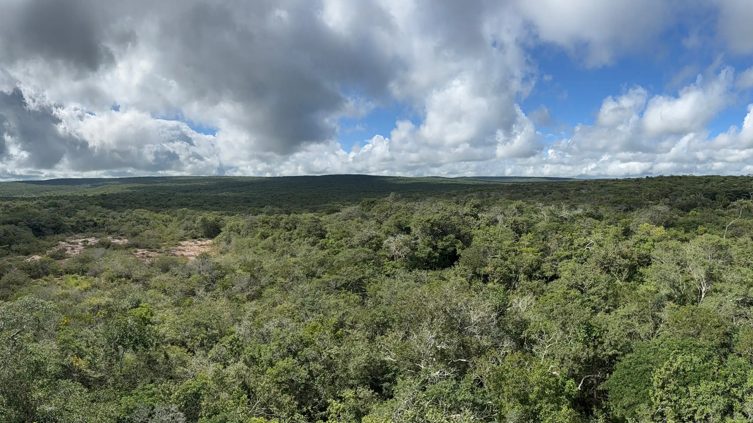 Foto mostra vegetação de caatinga, sob um céu que começa a apresentar nuvens