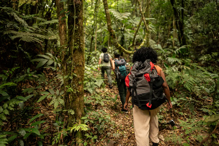 Group of hikers walking through forest, away from camera