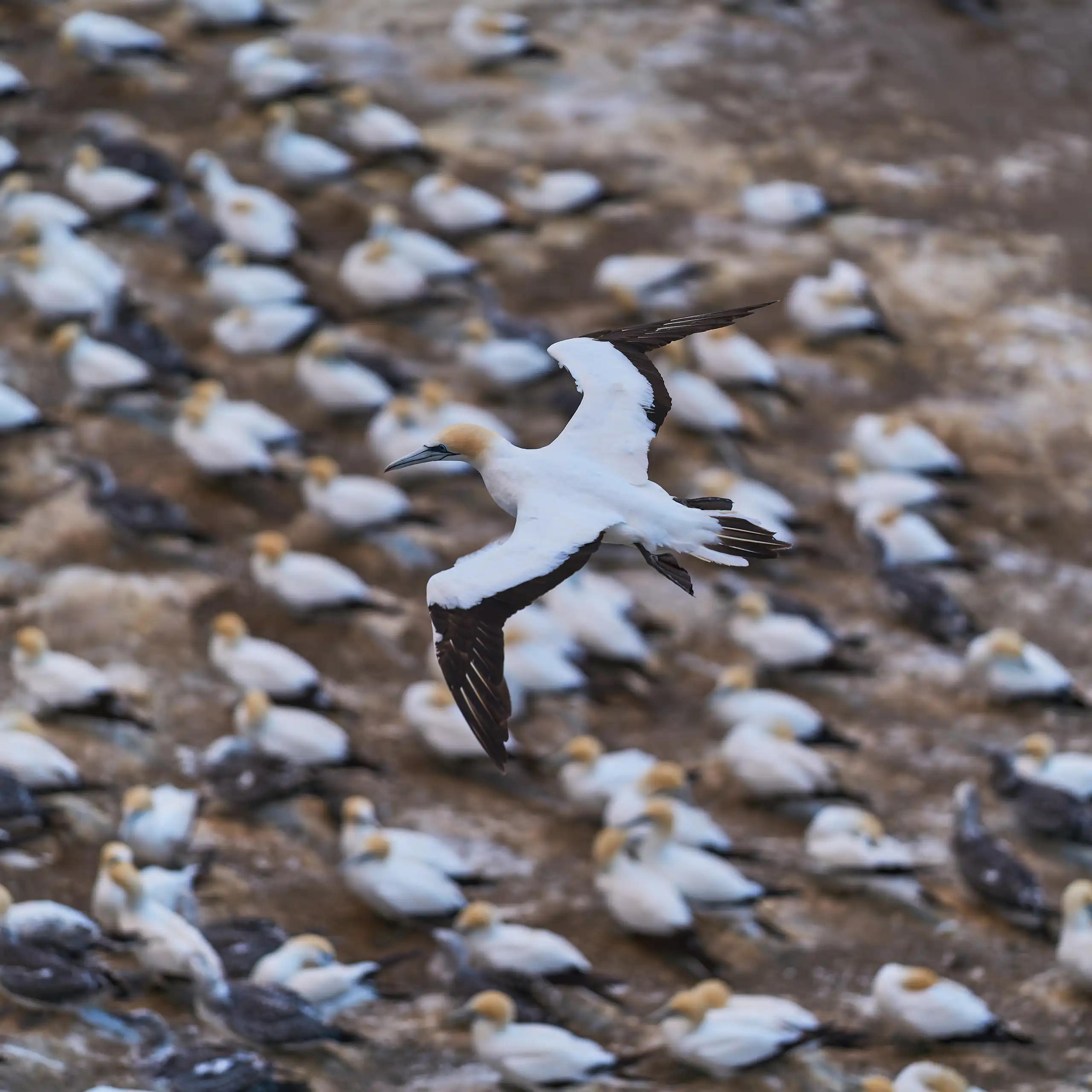 An Australasian gannet soaring above the rugged coastline at Muriwai Beach near Auckland.
