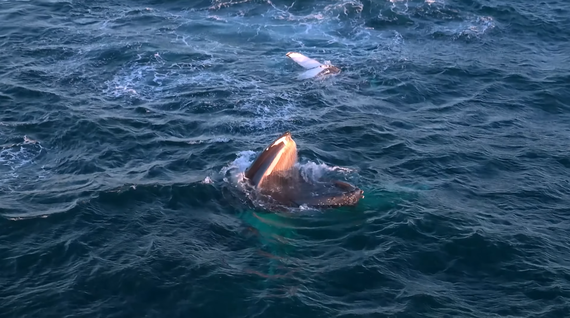 Videos capture humpback whales stopping to snack as they migrate along Australia’s coast