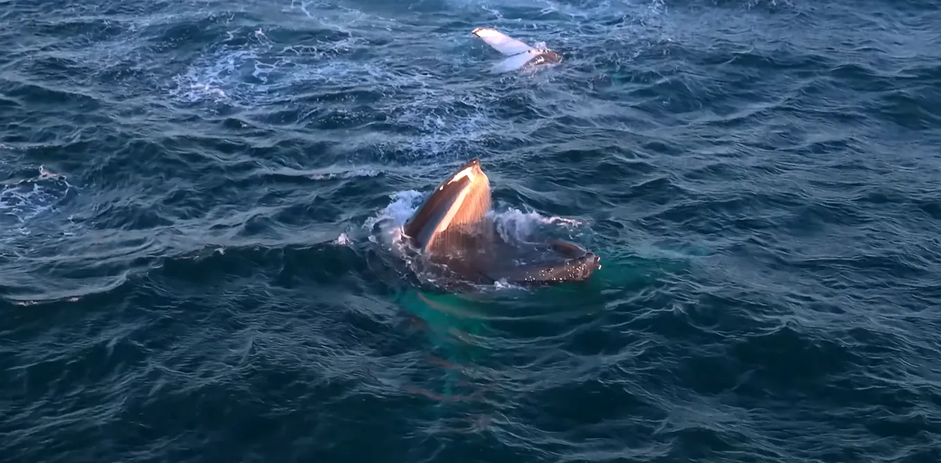 Videos capture humpback whales stopping to snack as they migrate along Australia’s coast Videos capture humpback whales stopping to snack as they migrate along Australia’s coast