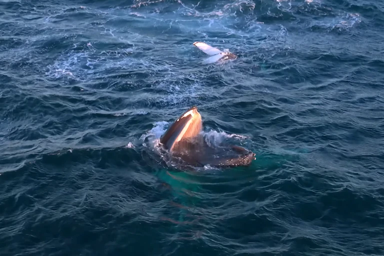 A whale surfacing with it's mouth wide open.